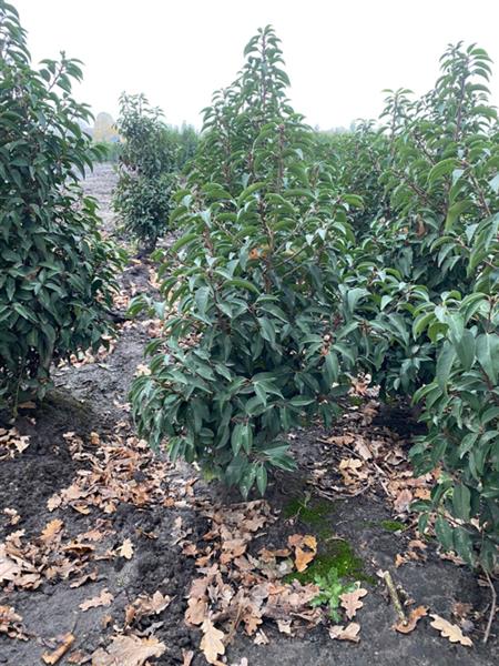 Grote foto prunus lusitanica angustifolia in pot portugese laurier tuin en terras sierplanten