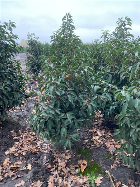 Grote foto prunus lusitanica angustifolia in pot portugese laurier tuin en terras sierplanten