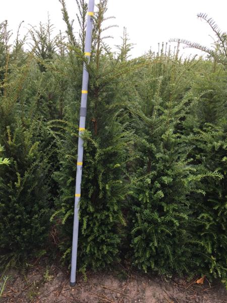 Grote foto taxus baccata venijnboom haagplanten tuin en terras sierplanten