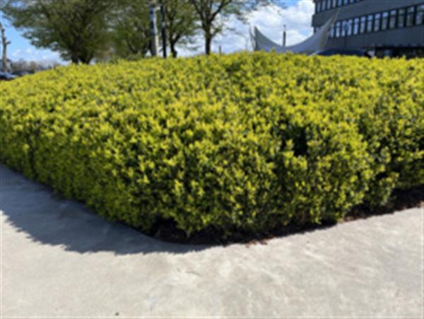 Grote foto ilex crenata green hedge buxus vervanger tuin en terras sierplanten