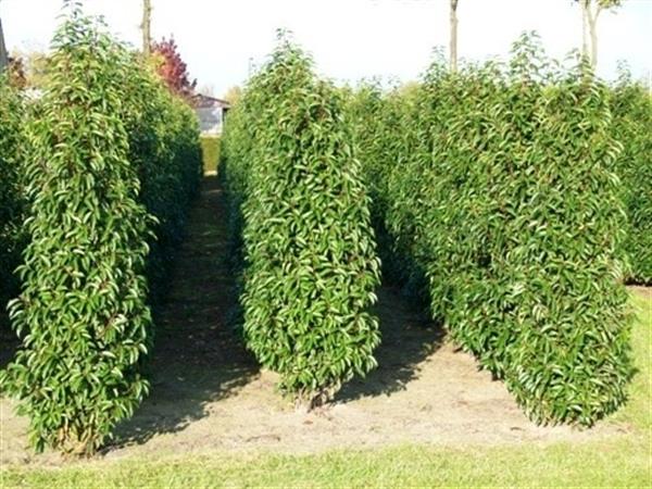 Grote foto prunus lusitanica angustifolia portugese laurier pot kluit tuin en terras sierplanten