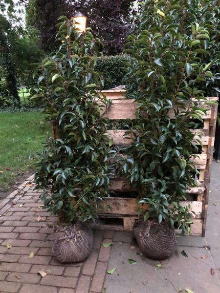 Grote foto prunus lusitanica angustifolia portugese laurier pot kluit tuin en terras sierplanten