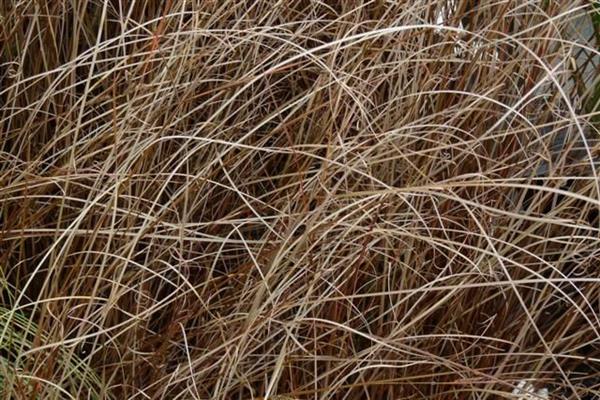 Grote foto carex buchananii rode zegge tuin en terras gras en kunstgras