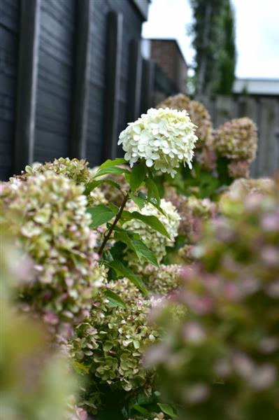 Grote foto hydrangea pan. limelight pluimhortensia tuin en terras sierplanten