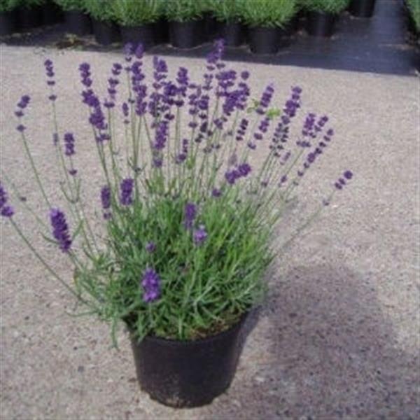 Grote foto lavendel lavandula ang. hidcote c1.5 tuin en terras sierplanten