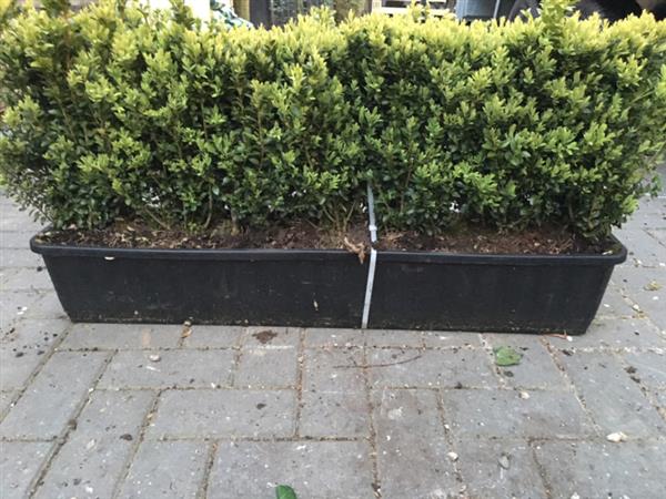 Grote foto buxus sempervirens kant en klaar haag hoogte 25 30 cm. tuin en terras sierplanten