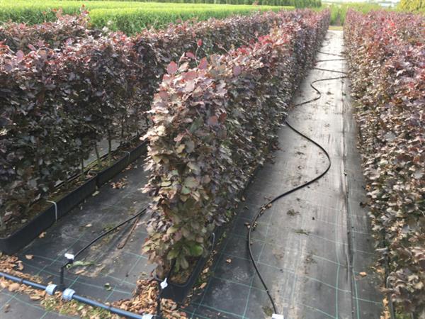 Grote foto fagus sylvatica atrop kant en klaar haag breedte 1 mtr. rode beuk beukenhaag tuin en terras sierplanten