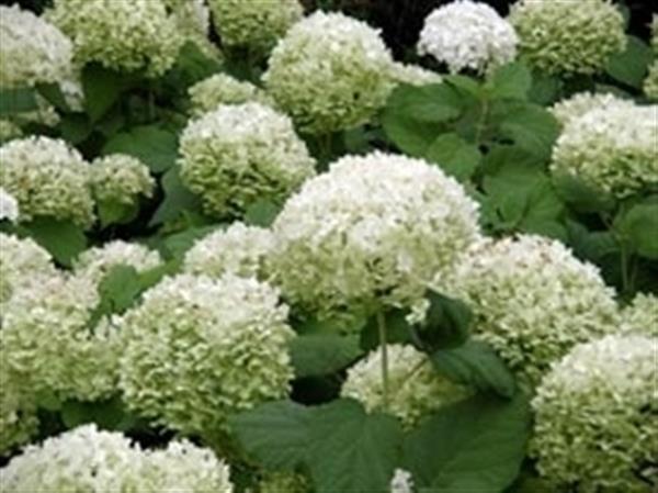 Grote foto hydrangea arbo. annabelle sneeuwbalhortensia tuin en terras sierplanten