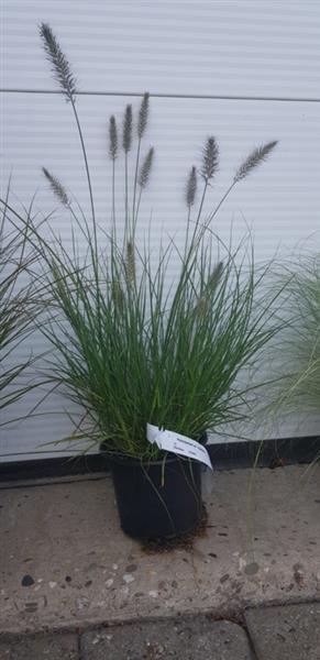 Grote foto pennisetum alo. hameln lampenpoetsers gras lampepoetser tuin en terras sierplanten