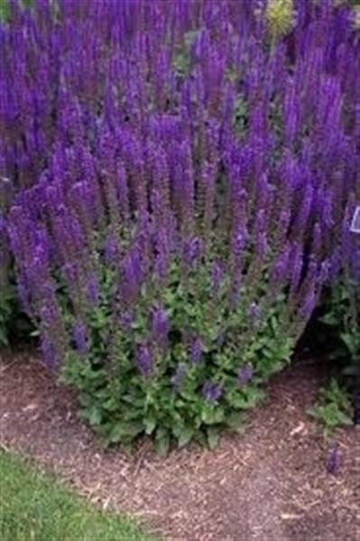 Grote foto salvia nem. ostfriesland tuin en terras sierplanten