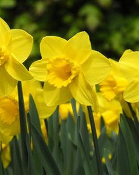 Grote foto narcissen carlton kleur geel prachtig sterk soort tuin en terras sierplanten