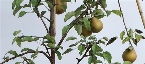 Grote foto leivorm half stam fruitboom appel peer pruim of kers tuin en terras bomen en struiken