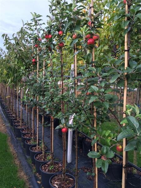 Grote foto halfstam fruitboom appel peer kers of pruim tuin en terras bomen en struiken