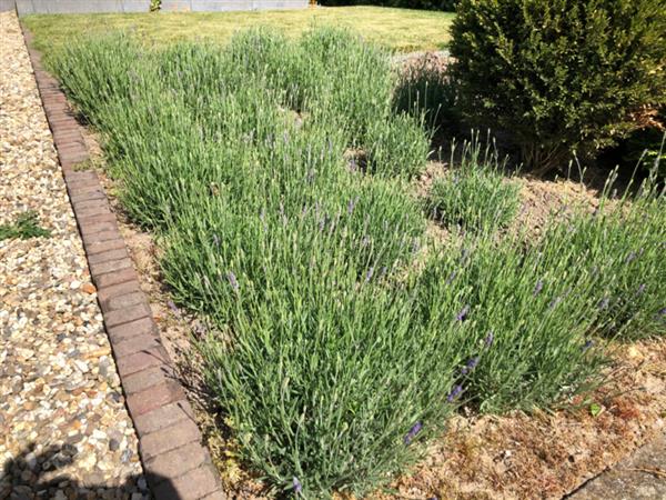 Grote foto lavendel lavandula ang. hidcote tuin en terras sierplanten