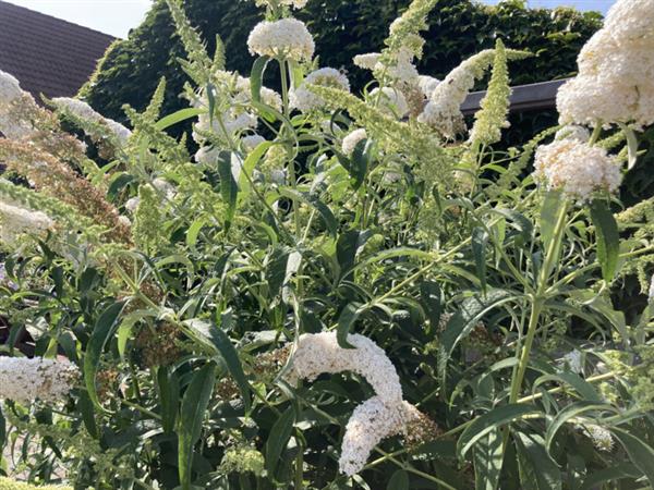 Grote foto buddleja dav. white profusion witte vlinderstruik tuin en terras sierplanten