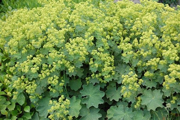 Grote foto alchemilla mollis vrouwenmantel tuin en terras sierplanten