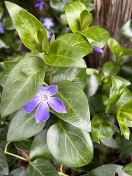 Grote foto vinca minor tuin en terras sierplanten