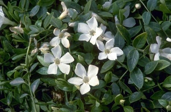 Grote foto vinca minor alba tuin en terras sierplanten