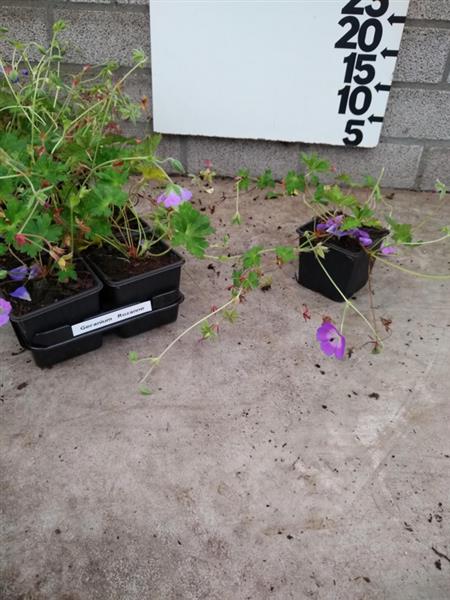 Grote foto geranium rozanne tuin en terras sierplanten