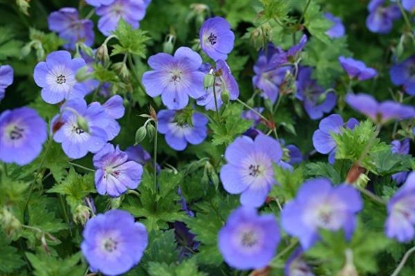 Grote foto geranium rozanne tuin en terras sierplanten