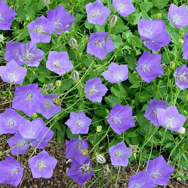 Grote foto campanula carp. blaue clips tuin en terras sierplanten