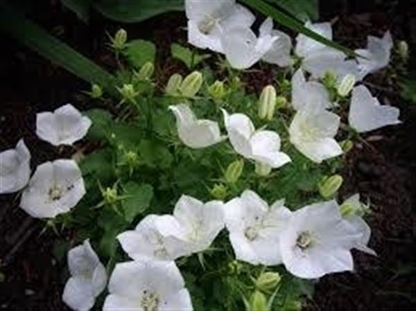 Grote foto campanula carp. weisse clips tuin en terras sierplanten