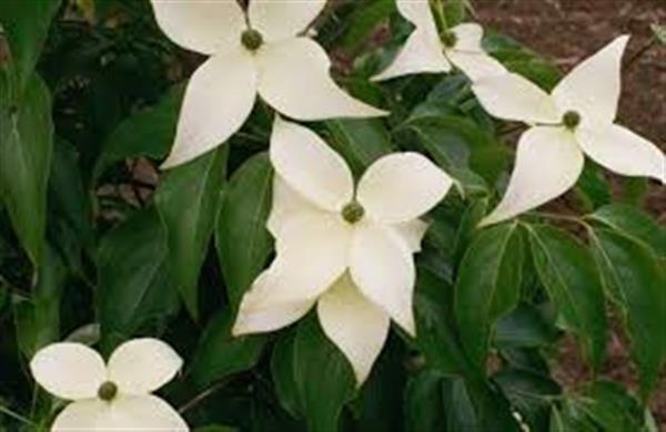 Grote foto cornus kousa chinensis japanse kornoeltje tuin en terras bomen en struiken