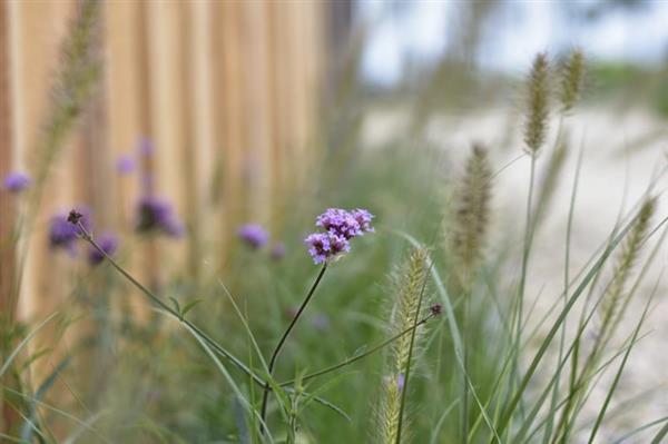 Grote foto verbena bonariensis lollipop kleine variant tuin en terras sierplanten