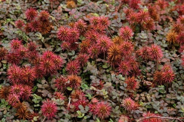 Grote foto acaena microphylla kupferteppich stekelnootje tuin en terras sierplanten