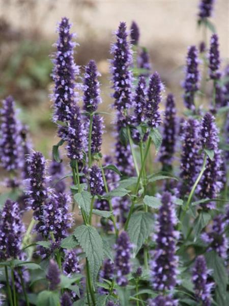 Grote foto agastache black adder anijsnetel tuin en terras sierplanten