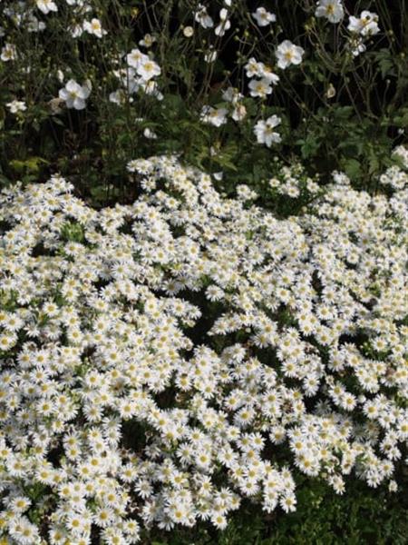 Grote foto aster d apollo herfstaster tuin en terras sierplanten