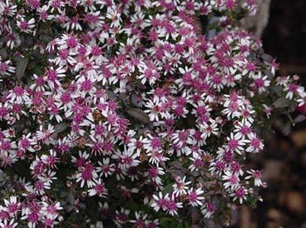 Grote foto aster l. lady in black herfstaster tuin en terras sierplanten