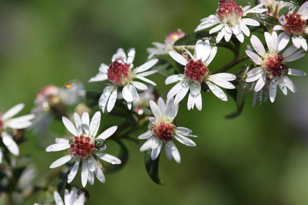 Grote foto aster l. lady in black herfstaster tuin en terras sierplanten