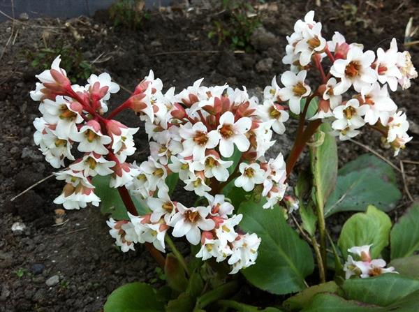 Grote foto bergenia bressingham white schoenlappersplant tuin en terras sierplanten