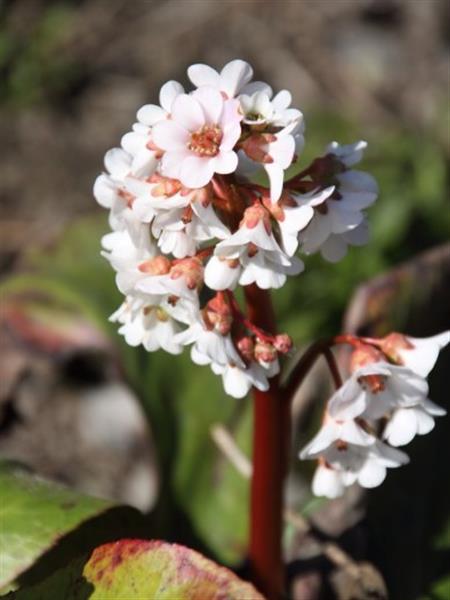 Grote foto bergenia bressingham white schoenlappersplant tuin en terras sierplanten