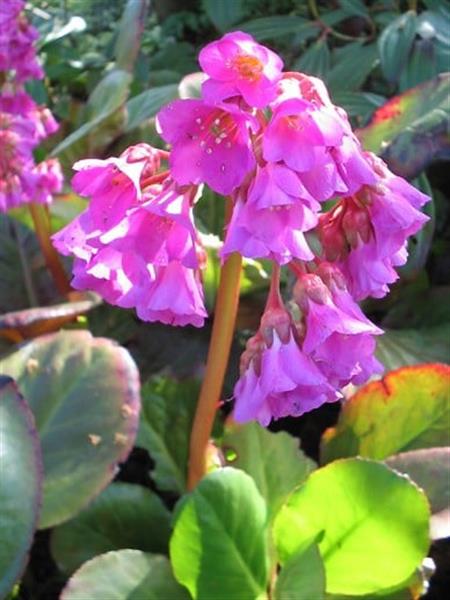 Grote foto bergenia cordifolia schoenlappersplant tuin en terras sierplanten