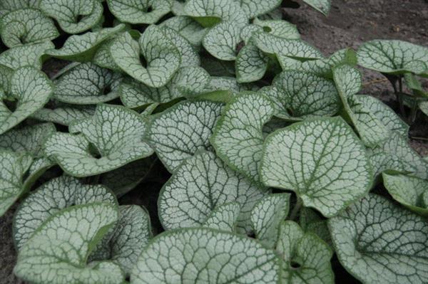 Grote foto brunnera macr. ea heart tuin en terras sierplanten