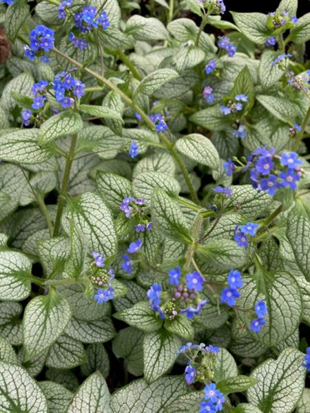 Grote foto brunnera macr. ea heart tuin en terras sierplanten