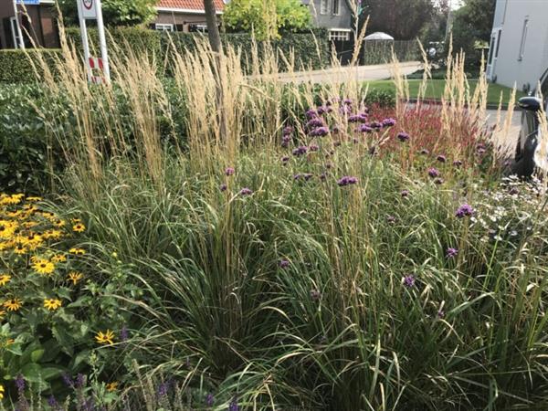 Grote foto calamagrostis acut. karl foerster struisriet tuin en terras sierplanten