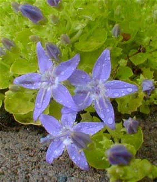 Grote foto campanula garganica tuin en terras sierplanten