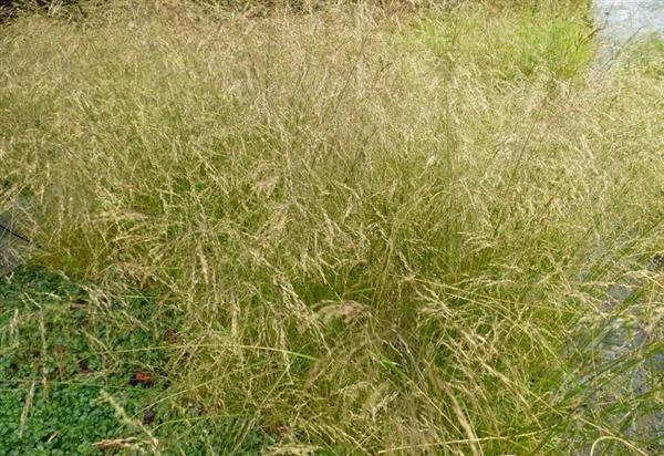 Grote foto deschampsia cesp. chottland tuin en terras sierplanten