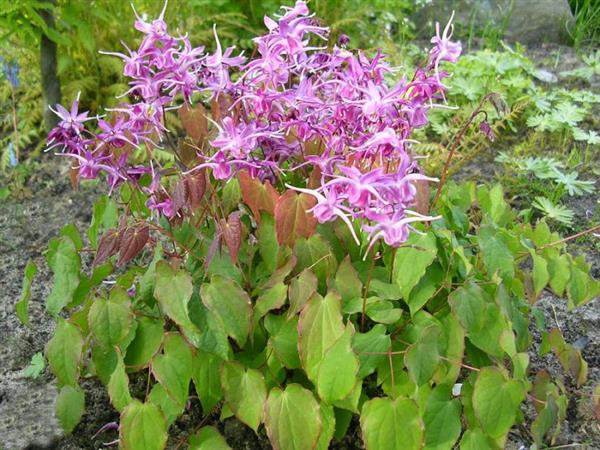 Grote foto epimedium grandiflorum tuin en terras sierplanten