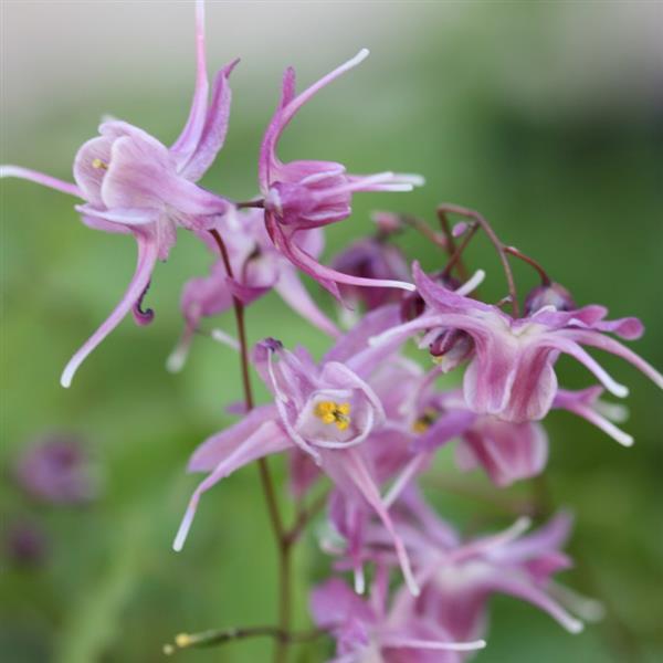 Grote foto epimedium grandiflorum tuin en terras sierplanten