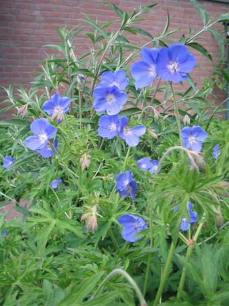 Grote foto geranium brookside tuin en terras sierplanten