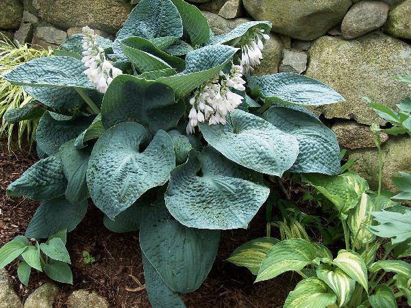 Grote foto hosta big daddy tuin en terras sierplanten