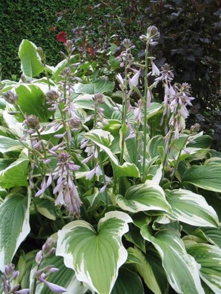 Grote foto hosta moerheim tuin en terras sierplanten