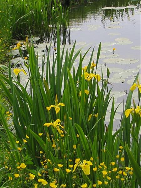 Grote foto iris pseudacorus tuin en terras sierplanten
