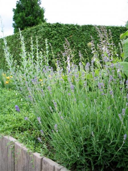 Grote foto lavandula ang. dwarf blue tuin en terras sierplanten