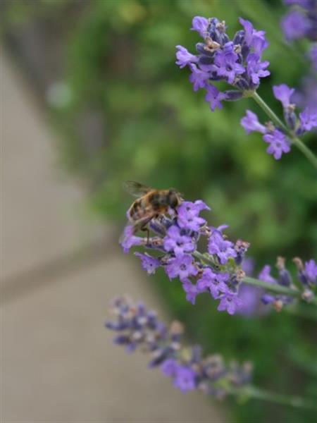 Grote foto lavandula ang. dwarf blue tuin en terras sierplanten