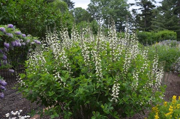 Grote foto nepeta alba tuin en terras sierplanten